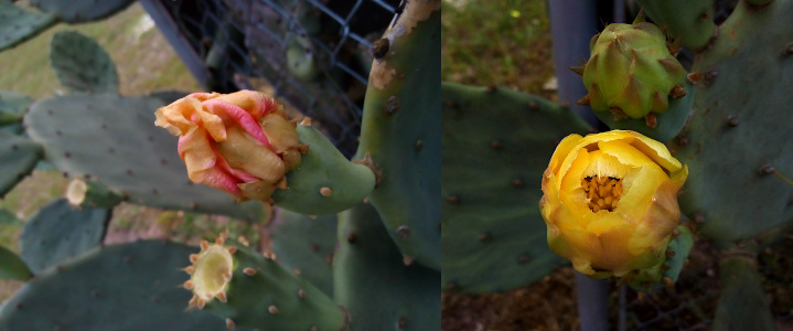 [Two images spliced together. On the left, are the pink and yellow curled petals of a mostly closed bloom. On the right is a straight down view of a yellow bloom which is open just enough at the top to see the center stamen. The petals are curled around the center into a bulb. ]